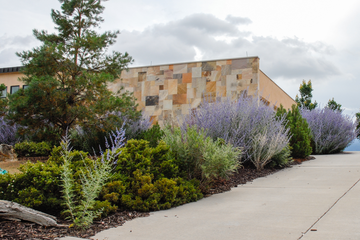 Buffalograss Front Yard